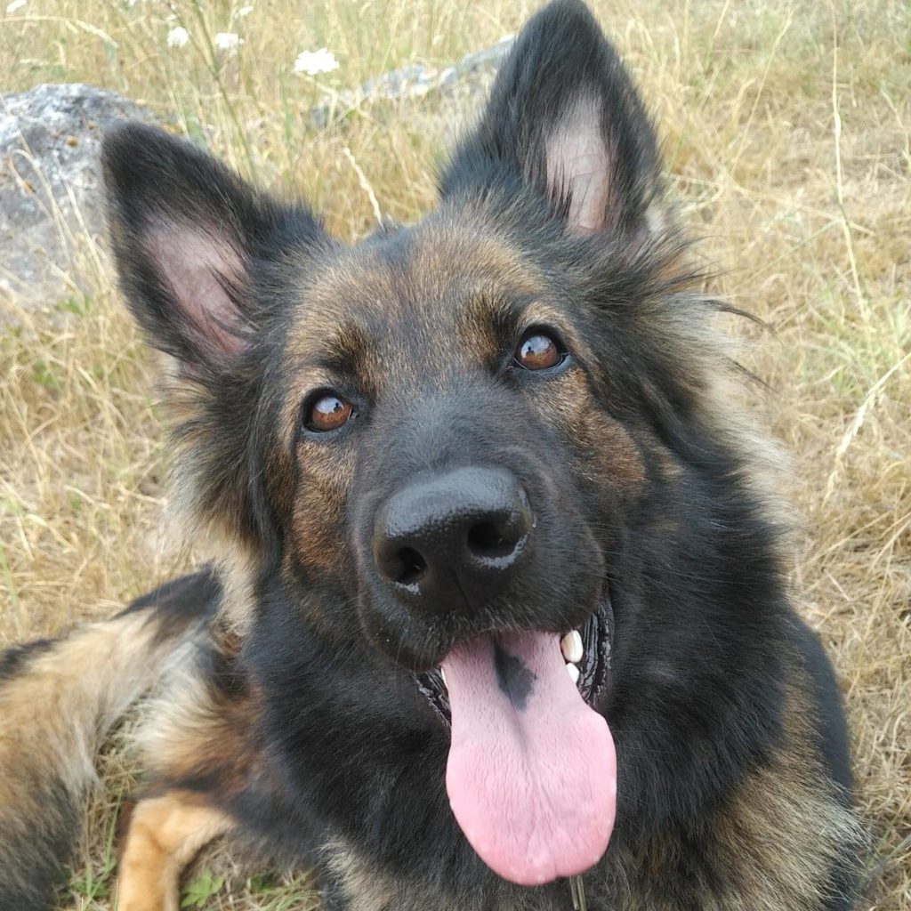 Les Berger Allemand de travail, sport de la cité des loups gris 68 Wittenheim Haut-Rhin (Alsace)