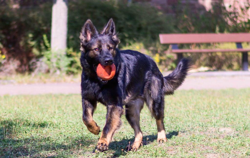Les Berger Allemand de travail, sport de la cité des loups gris 68 Wittenheim Haut-Rhin (Alsace)