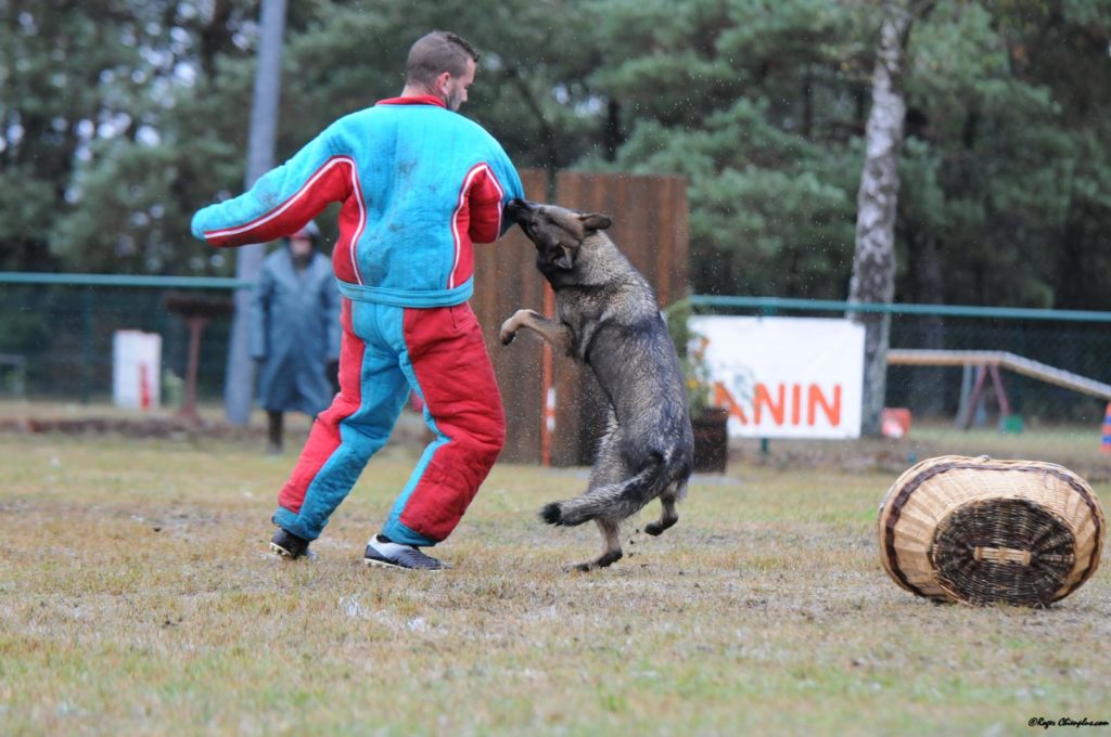 Les Berger Allemand de travail, sport de la cité des loups gris 68 Wittenheim Haut-Rhin (Alsace)