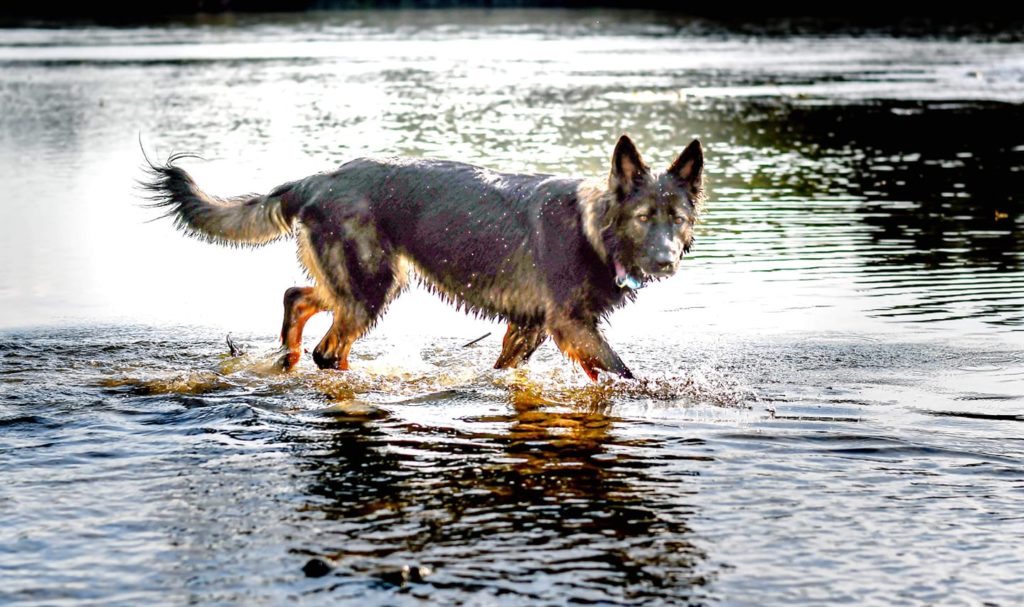 Berger Allemand de travail, sport de la cité des loups gris 68 Wittenheim Haut-Rhin (Alsace)