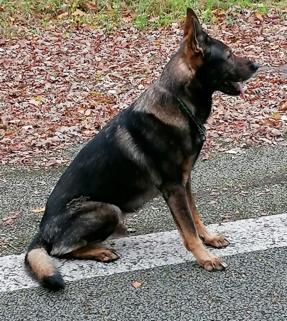 5 12 2020 - 10 ans pour Flash de la cité des Loups Gris 68 Wittenheim