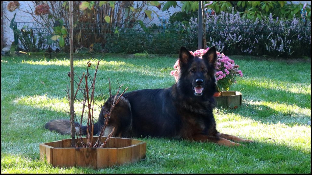 MAIA de la cité des loups gris Femelle berger allemand poil long lignée travail En visite avec Jean-yves Chienne pleine d'énergie , vive , mais tellement câline aussi . Fauve charbonnée et toute belle .....les 3 dernières photos sont de JY