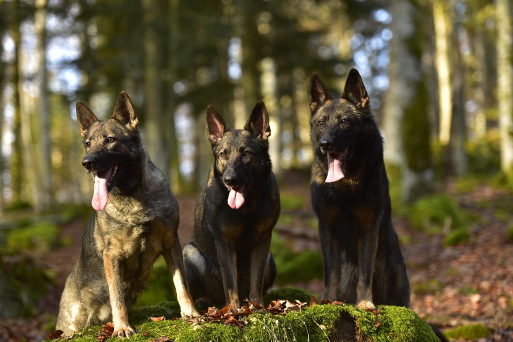 berger allemand cité des loups gris romaric 4 Cité des loups Gris Berger Allemand de travail