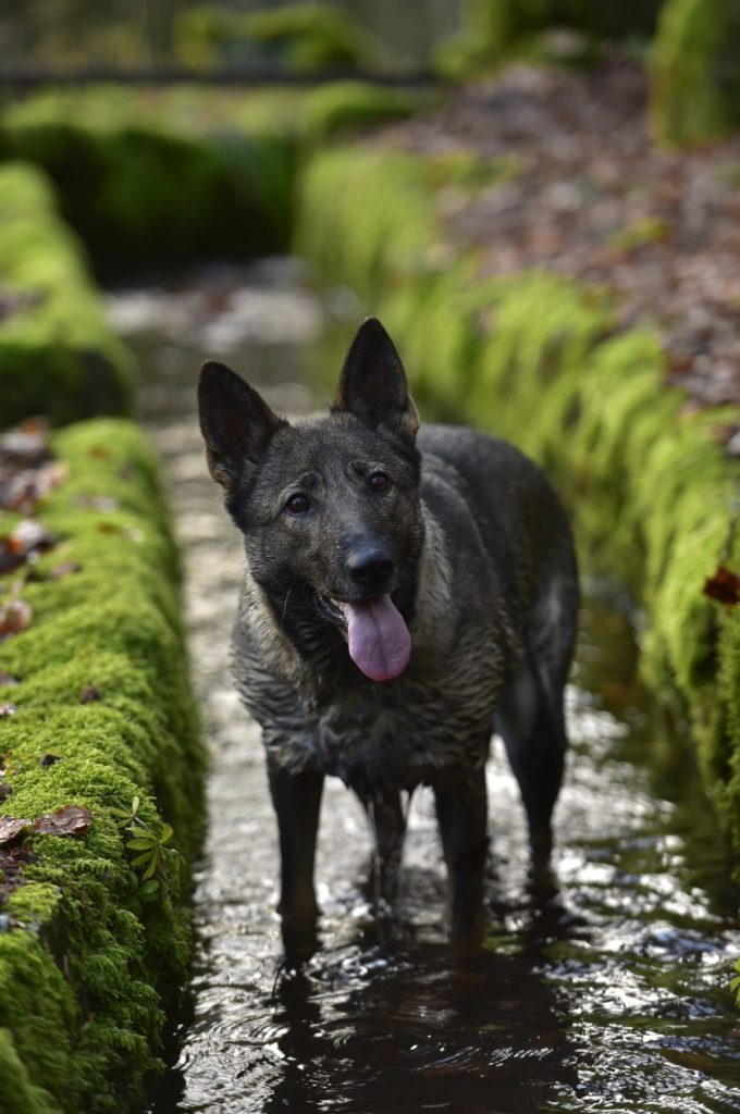 berger allemand cité des loups gris romaric 5 Cité des loups Gris Berger Allemand de travail