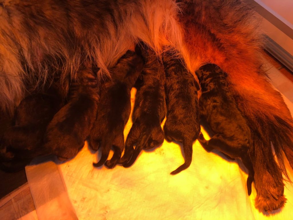 Une belle nouvelle pour cette période aussi particulière ... J'ai la joie de vous annoncer la naissance des chiots de Justy de la Cité des Loups Gris et Hugo du Chateau du Paradis ?? Les petits sont nés dans la nuit du 12 au 13 décembre et le 1er à 00h05 . Il y a 6 chiots et un 7 ème malheureusement mort né Pour le détail c'est 4 males et 2 femelles et tout ce monde se porte très bien , maman Justy aussi Encore merci au maitre de Hugo pour ce beau mariage ?