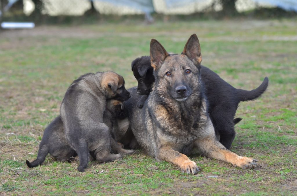 Un jour particulier , celui de l'unique portée de I'Dean de la Cité des Loups Gris et Dinoso vom Eisernen Kreuz Une portée qui arrivait entre 2 tournées de sélectifs ? Tellement de plaisir et de souvenirs Alors un Joyeux anniversaire aux petits loulous et encore pleins de bonnes choses avec vos maitresses et maitre que je remercie infiniment pour le partage de leurs belles aventures Plume, Phidjee, Pandore, Phalco et Patch de la Cité des Loups Gris avec maman I'Dean