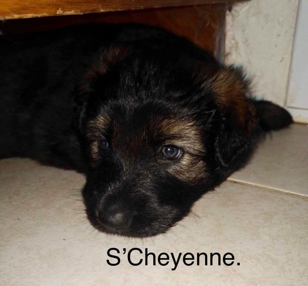 Et voilà un long voyage pour un super weekend avec des retrouvailles entre passionnés et plusieurs joies ..... Mais pour l'instant je peux dire qu'après 6 années , il y aura une nouvelle recrue à l'élevage pour ne pas dire 2 !! Melle S'Cheyenne de la Cité des Loups Gris sera là d'ici 1 bon mois ? Merci beaucoup Jean Yves et Chantal pour l'accueil du coté de Tours et les présentations Et encore merci à Lydia , Robert et Domi pour l'accueil en région Parisienne Je ferais une présentation plus détailler quant elle sera là Autrement merci à mon frère pour m'avoir prêter sa Twingo !! Car la mienne ne voulait pas aller aussi loin ?