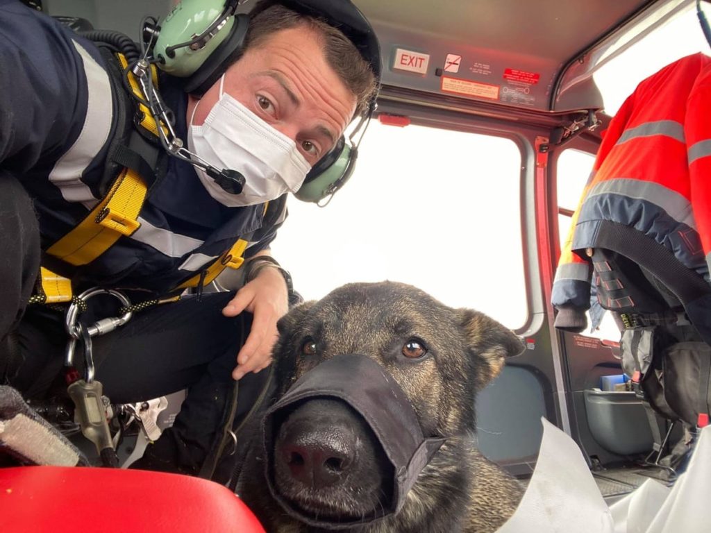 De belles nouvelles de Patch de la Cité des Loups Gris qui avec son maitre ont été figurants dans une série "Captaine Marleau" Il évolue et poursuit sa formation avec son maitre chez les pompiers et la familiarisation à l'hélicoptère se mets aussi en place A noter que Patch succède à Fenzy de la Cité des Loups Gris , qui lui est en retraite maintenant ? Patch est un fils de I'Dean de la Cité des Loups gris et Dinoso vom Eisernen Kreuz Il poursuit sa formation et sera prochainement disponible pour saillie après les testes de santé Merci beaucoup à son maitre pour le partage de ses nouvelles et bonne continuation