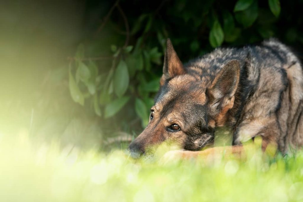 Une belle série de photos de Farah de la Cité des Loups Gris qui a 11 ans Merci et félicitations à son jeune maitre pour ce partage ?