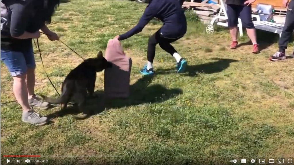 En ce moment c'est beaucoup de travail et tout de même le temps de travailler petite Sheyenne au jardin , prendre ce plaisir ...... ? De l'obéissance , du boudin , de la jambière et puis l'envie de voir ce qu'elle peut faire du haut de ses 11 semaines sur un premier contact à l'extérieur ? Et bien surprise par son calme , sa détermination et sa capacité d'adaptation ..Il y avait pleins de monde , pleins de chiens , du bruit , du coup de feu et Sheyenne à l'aise , contente !! ?