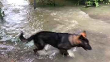 En vidéo : Ce matin, une balade avec la maternelle Sheyenne et Shelby