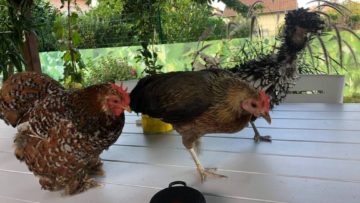 Le grand amour entre I'Dean et sa copine Onagadori