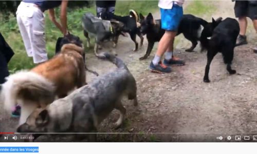 Randonnée canine dans les Vosges en vidéo
