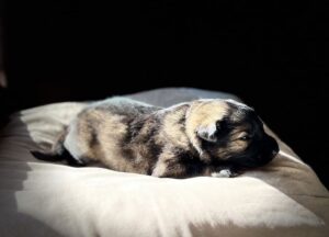 Les premières photos de la portée Sheyenne et Ragnar