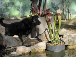 Une journée exploration et découvertes pour les chiots