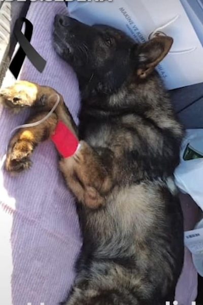Les sauveteurs en Turquie ont honoré un chien de sauvetage